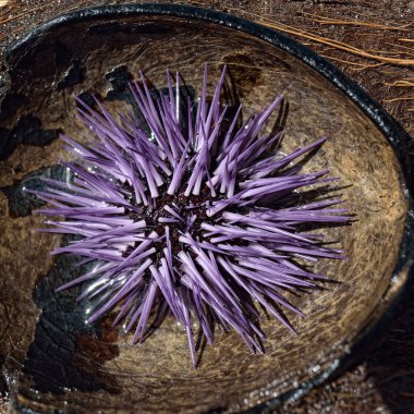 Sea Urchin clipart
