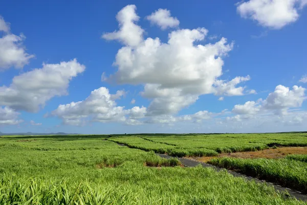 Sugarcane — Stock Photo, Image