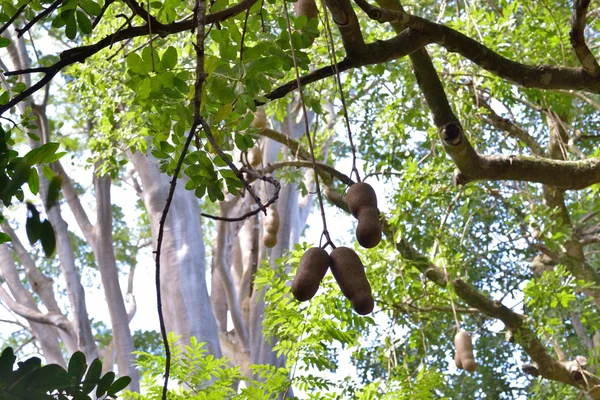 Sausage tree — Stock Photo, Image