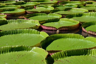 Victoria amazonica