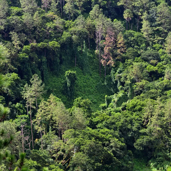 Mauritius-Insel — Stockfoto