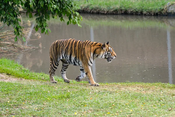 Tigre — Fotografia de Stock