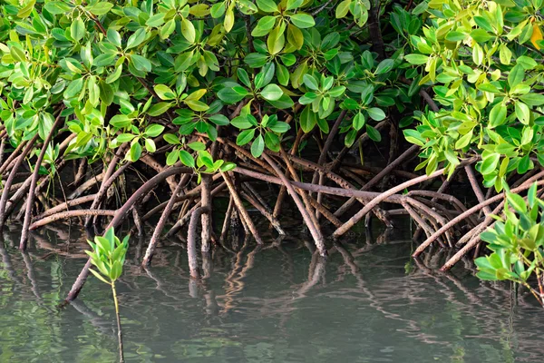 Manglar — Foto de Stock