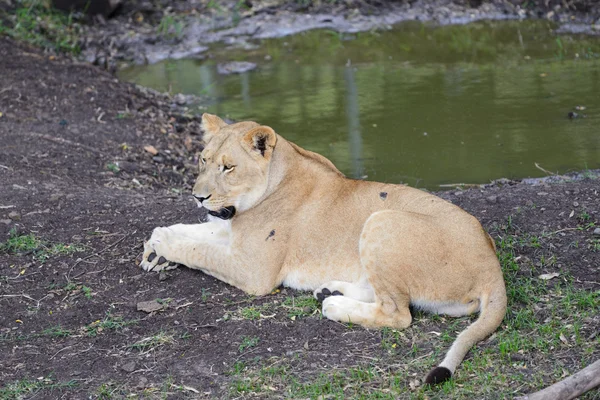 Löwin — Stockfoto