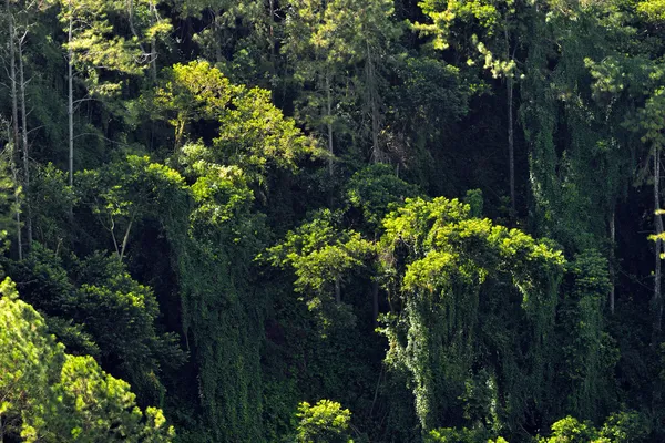 Floresta tropical — Fotografia de Stock