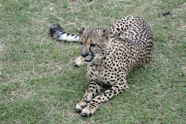 Cheetah — Stok Foto