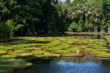 Victoria amazonica