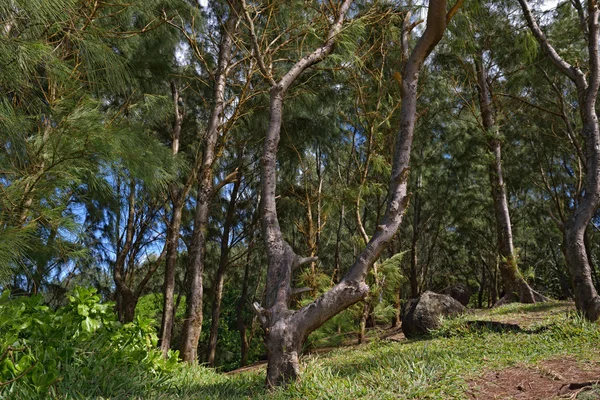 열 대 우림 — 스톡 사진