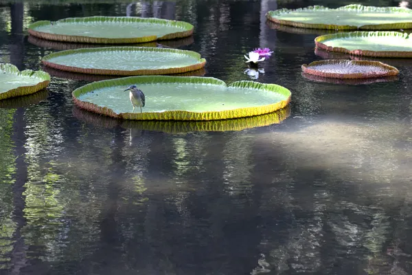 Victoria amazonica — Stock Photo, Image