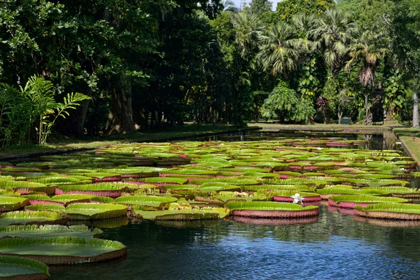 Vitória-régia — Fotografia de Stock