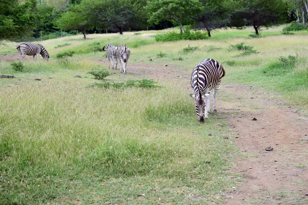 Zebra 's — Stockfoto