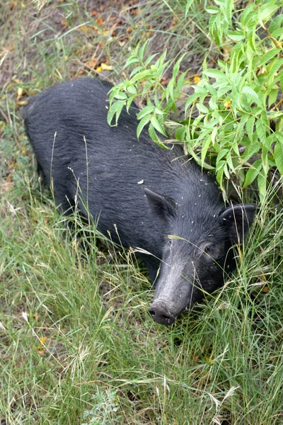 Cinghiale — Foto Stock