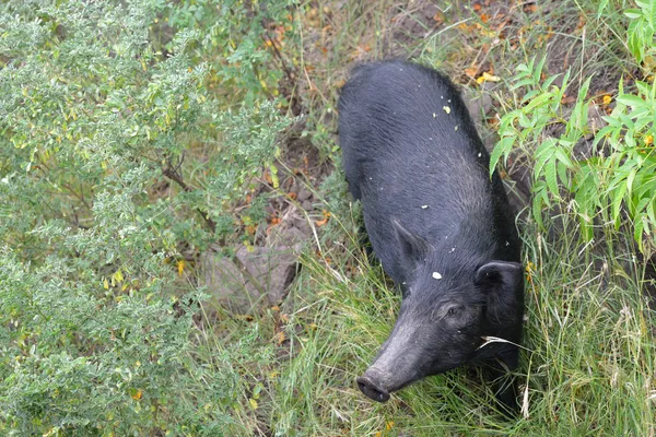 Wildschweine — Stockfoto