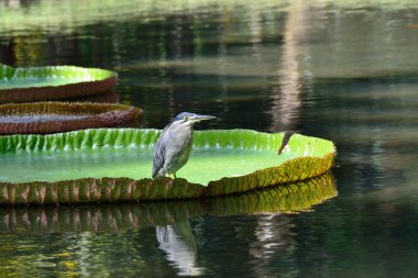 Victoria amazonica