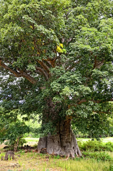 바오 바 브 나무 — 스톡 사진