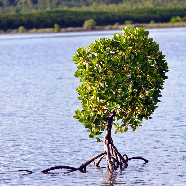 Mangrove — Stockfoto