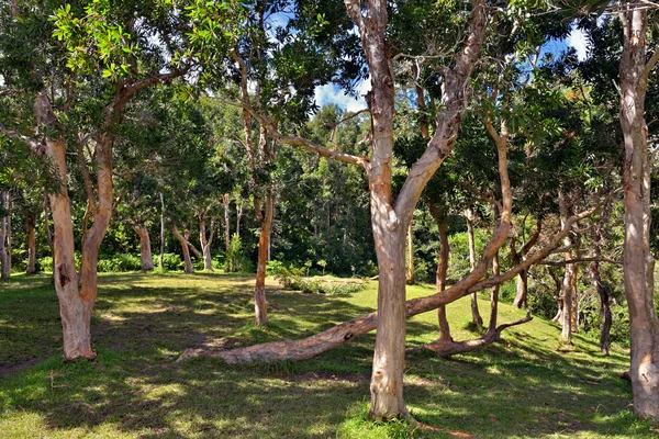 Hutan Tropis — Stok Foto