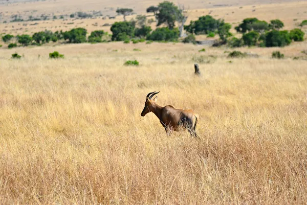 Afrikansk savann — Stockfoto