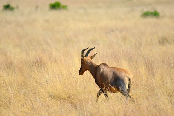 Sabana africana — Foto de Stock