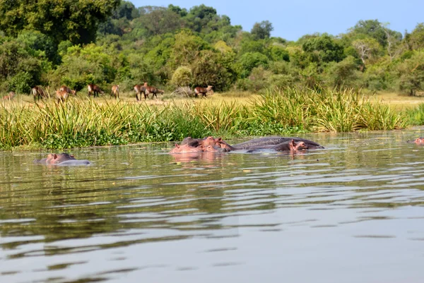 Costa del Nilo Victoria — Foto Stock