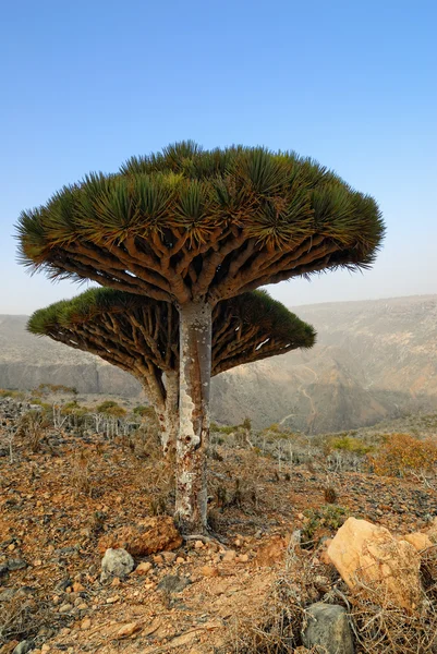 Dragon Blood Tree — Stock Photo, Image