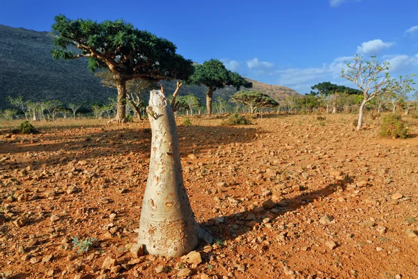 Socotra sziget — Stock Fotó