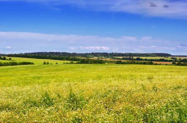 Russian field — Stock Photo, Image