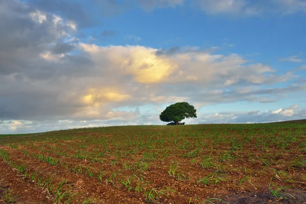 Baby sugarcane farmland — Stock Photo, Image