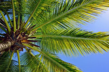 Mavi gökyüzüne karşı palmiye ağacı