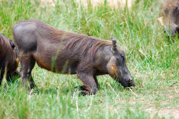 Warzenschwein — Stockfoto