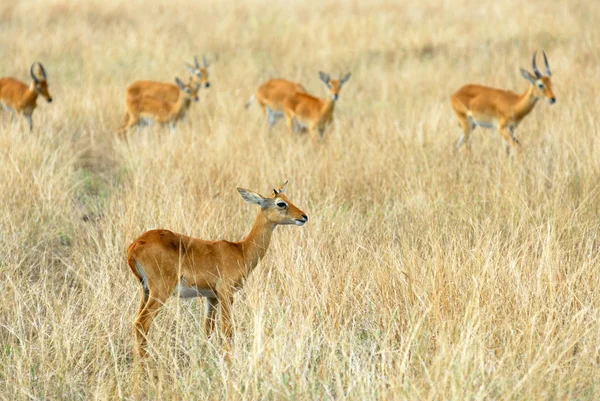 Impala — Zdjęcie stockowe