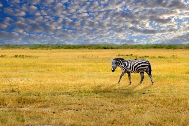 Yalnız zebra