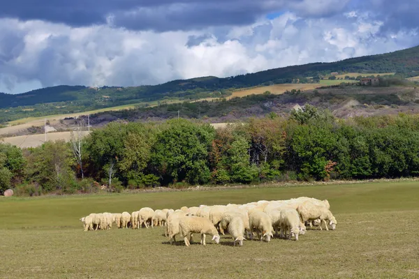 Herd of sheep — Stock Photo, Image