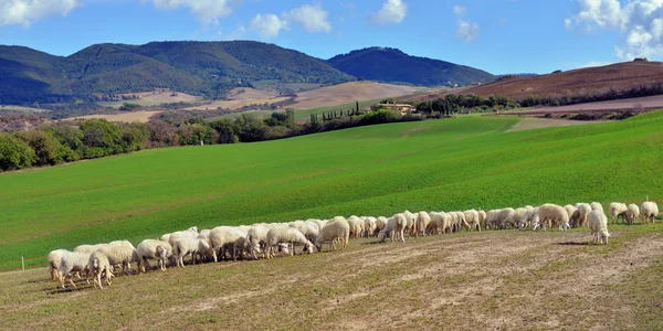 Herd of sheep — Stock Photo, Image