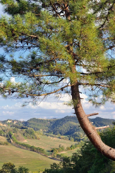 Árbol de pino —  Fotos de Stock