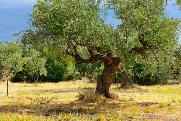 Olive trees — Stock Photo, Image