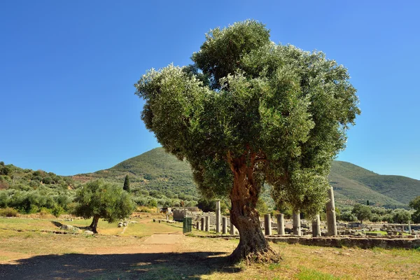 Ancient Messini — Stock Photo, Image