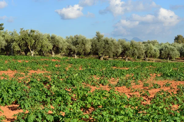 Champ de pommes de terre — Photo