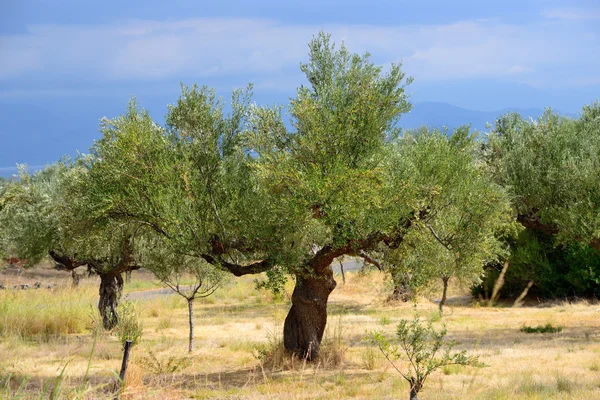 Zeytin ağaçları — Stok fotoğraf