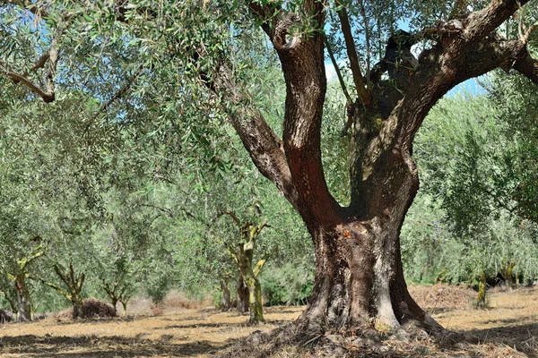 Zeytin ağacı — Stok fotoğraf