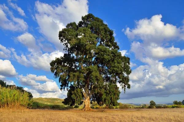 Eucalyptus — Stock Photo, Image