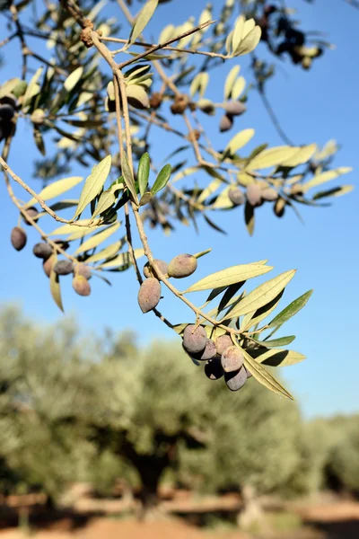 Olives branch — Stock Photo, Image