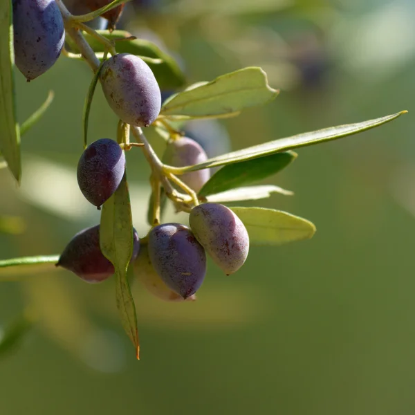 Olive background — Stock Photo, Image