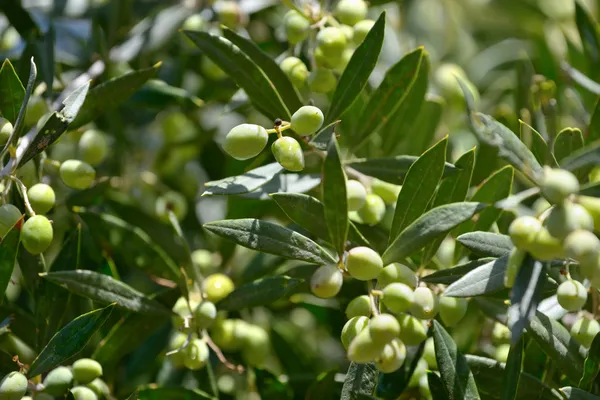 Olive background — Stock Photo, Image