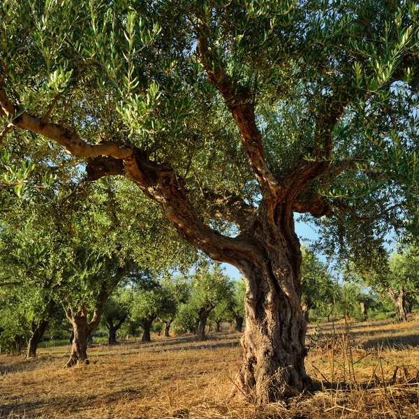 올리브 나무 — 스톡 사진