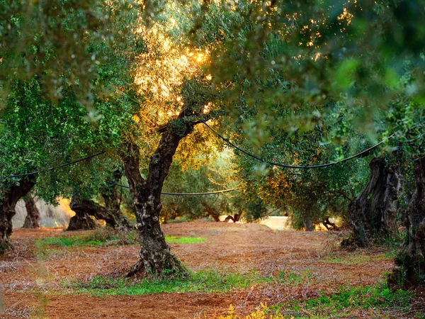 Ongebruikelijke olijfboom — Stockfoto