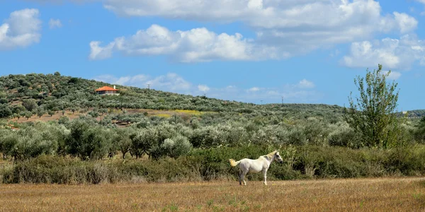 White horse in countryside — Stock Photo, Image