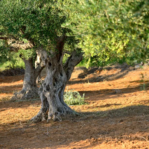 Оливковые деревья — стоковое фото