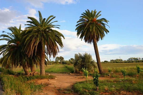 Landscape with palm trees — Stock Photo, Image