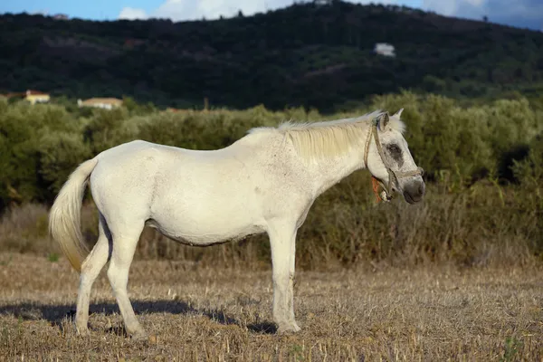 White horse in countryside — Stock Photo, Image